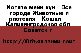 Котята мейн кун - Все города Животные и растения » Кошки   . Калининградская обл.,Советск г.